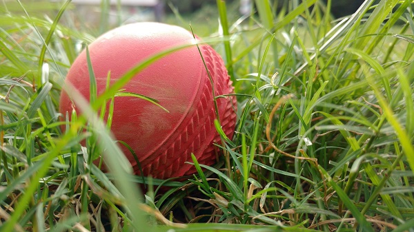Cricket ball in grass at Mold Cricket Club